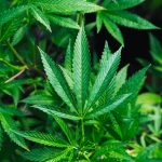 Close-up image of green cannabis leaves growing abundantly