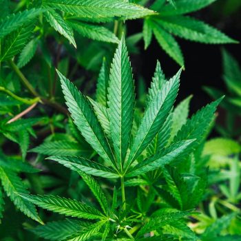 Close-up image of green cannabis leaves growing abundantly