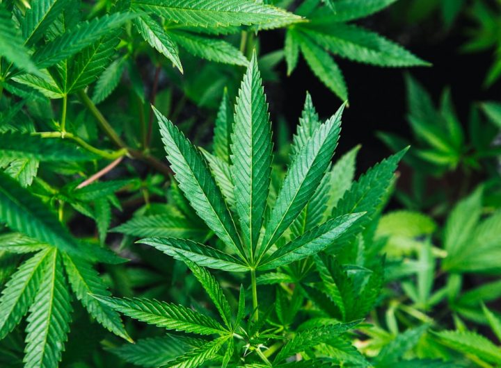 Close-up image of green cannabis leaves growing abundantly