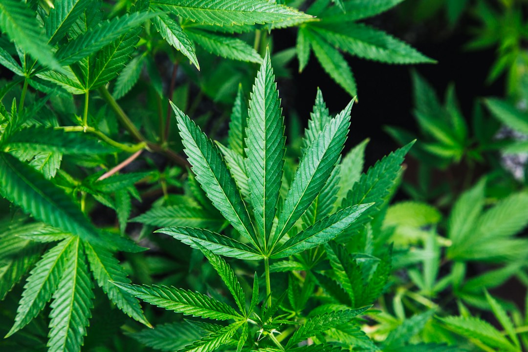 Close-up image of green cannabis leaves growing abundantly